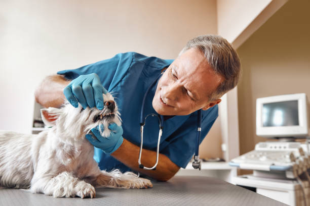Best Emergency Wisdom Teeth Removal in Esperance, WA